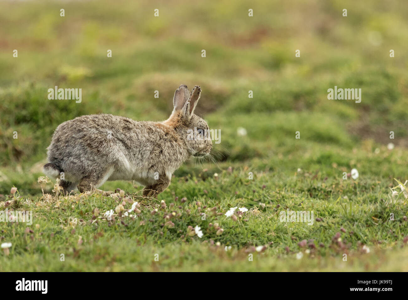 Buck rabbit hi-res stock photography and images - Alamy