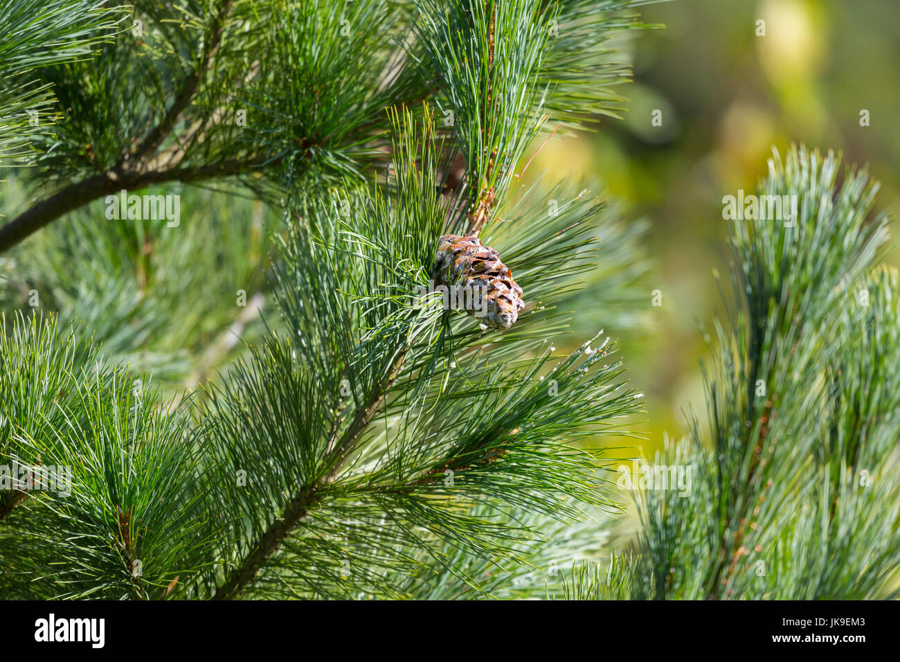 Eastern white pine cone, northern white pine, white pine, Weymouth pine (British), soft pine, Poland, Europe Stock Photo