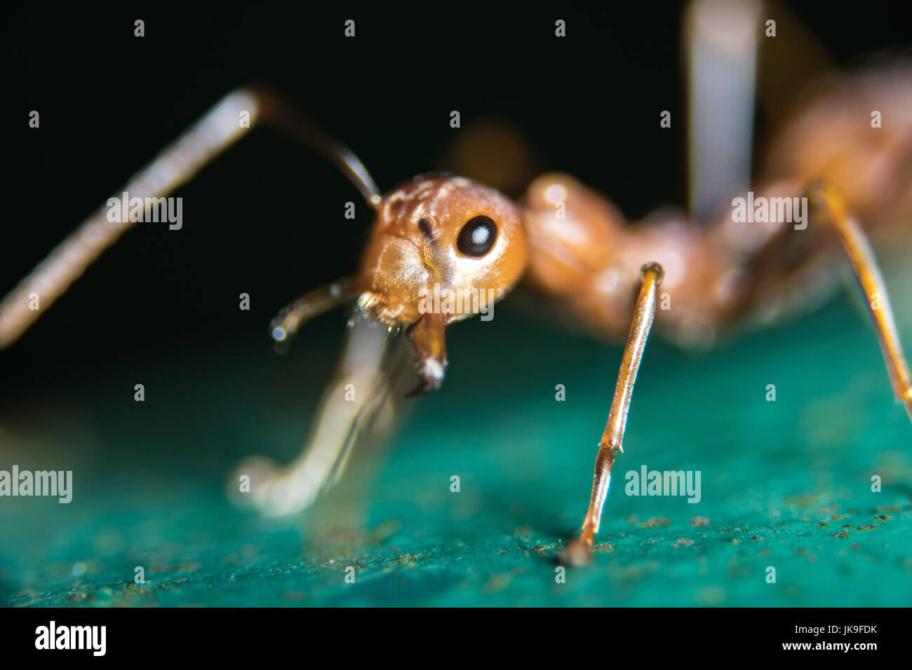 Red Ants in Public Park Stock Photo Alamy