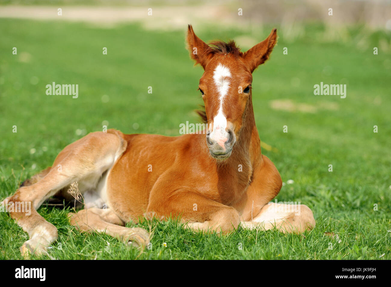 Colt on a meadow in summer day Stock Photo