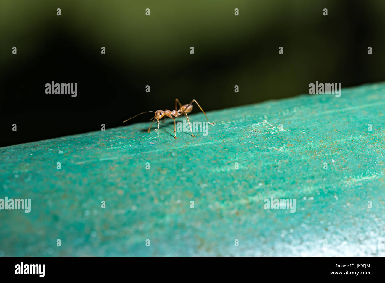 Red Ants in Public Park Stock Photo Alamy
