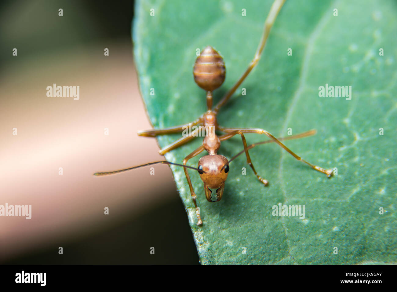 Red Ants in Public Park Stock Photo Alamy