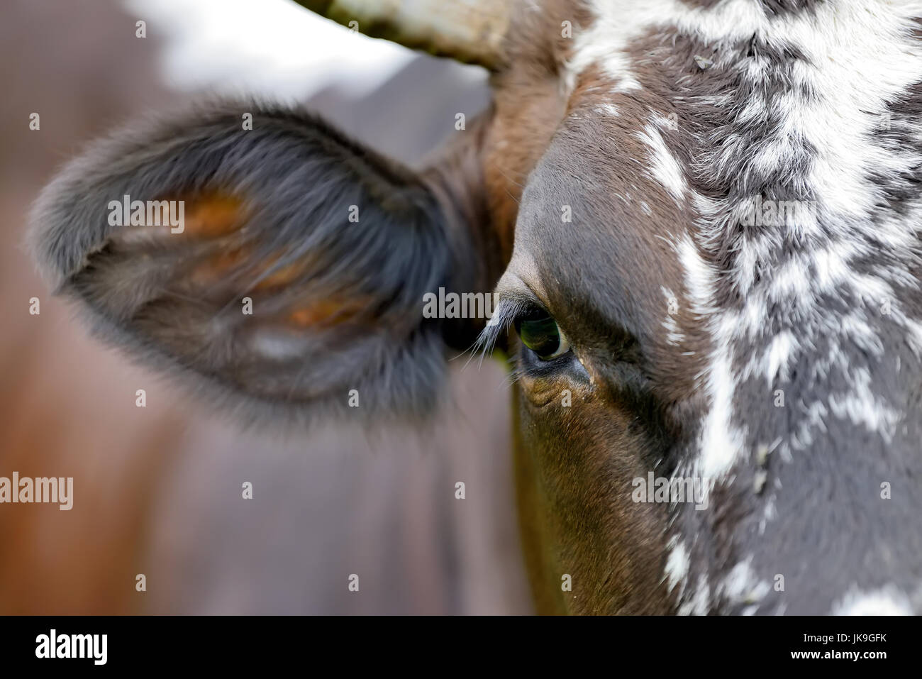 Large eyes with eyelashes a cow Stock Photo