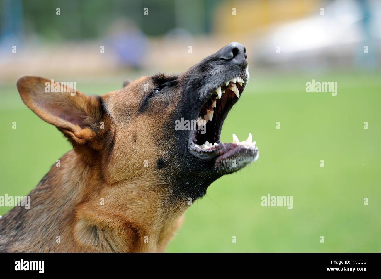 Close-up portrait angry dog on nature Stock Photo