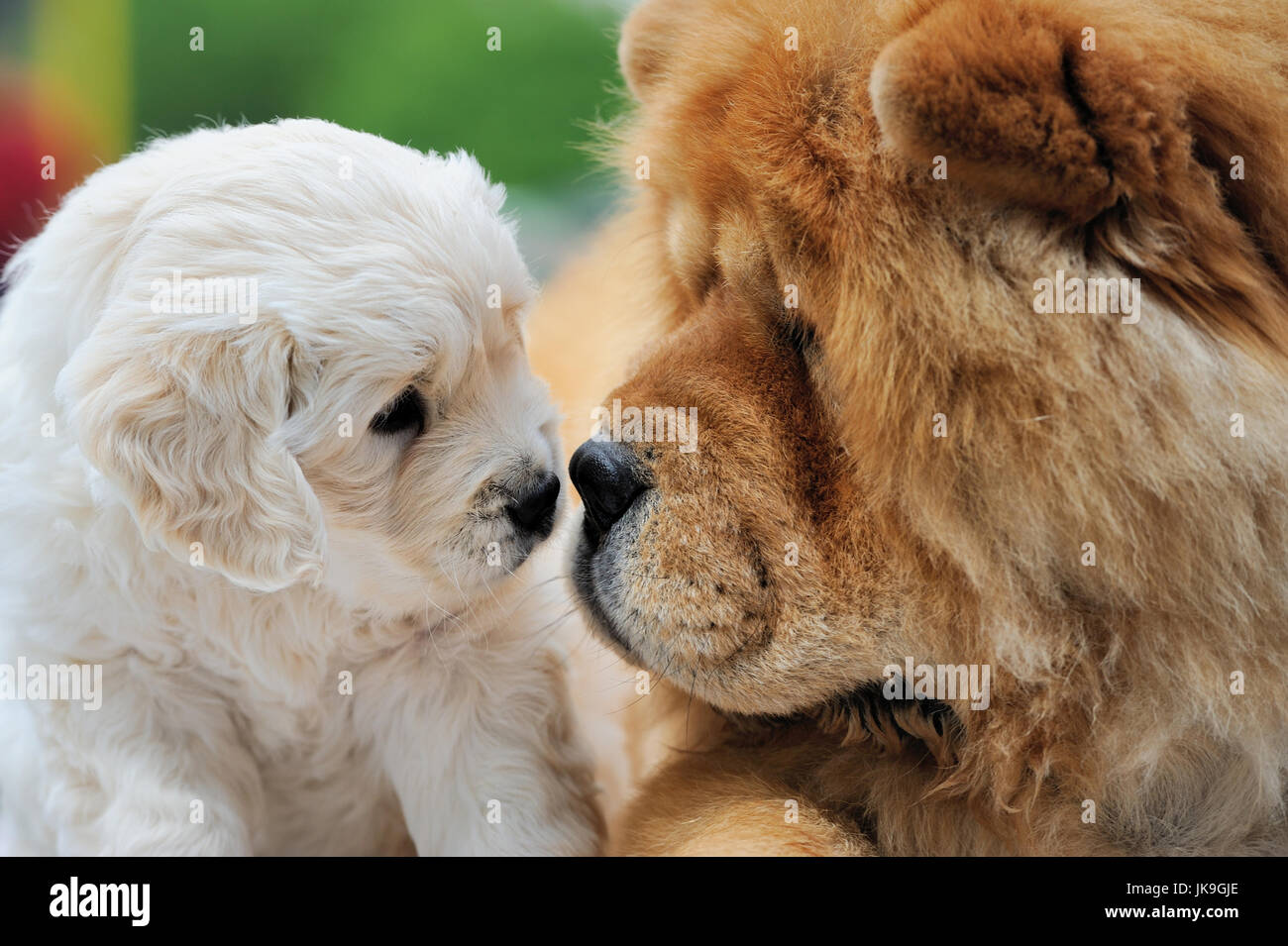 Portrait baby swiss shepherd and brown chow chow Stock Photo