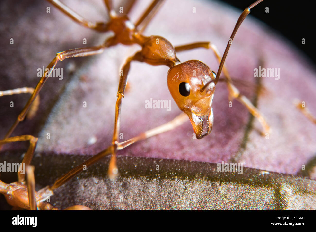Red Ants in Public Park Stock Photo Alamy