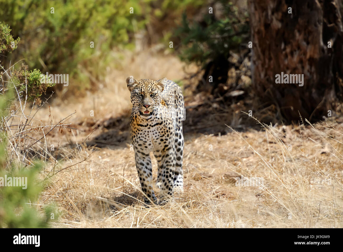 African Leopard (Panthera pardus) in the National Park Stock Photo