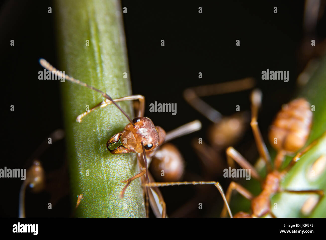 Red Ants in Public Park Stock Photo Alamy