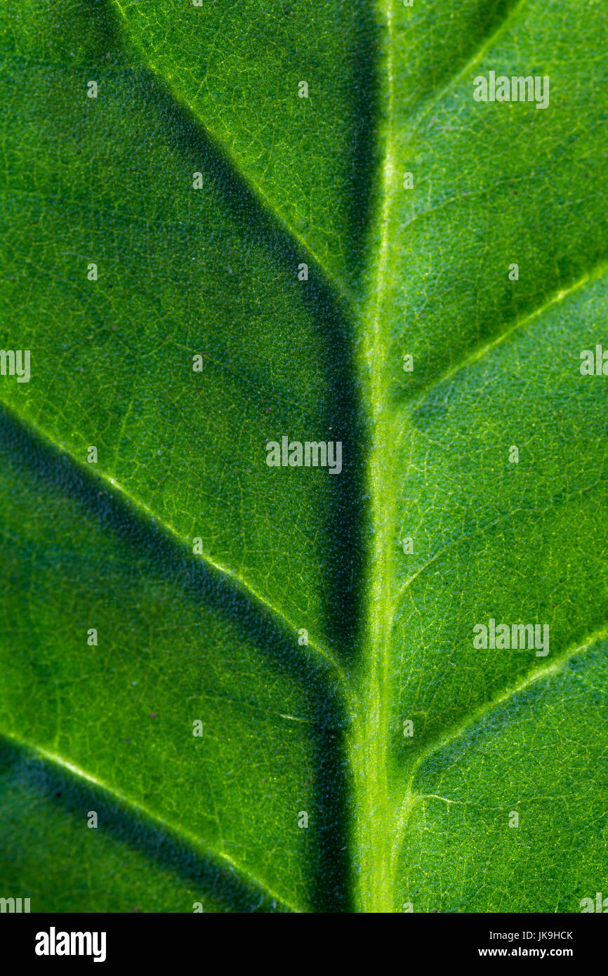 macro of the texture of a small green leaf with veins and cells Stock ...