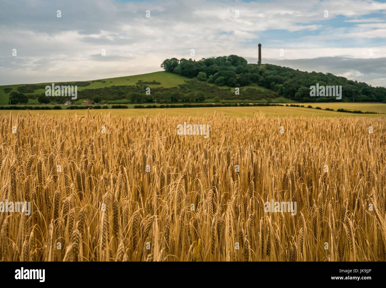 Rural view across a barley field of Victorian tower Hopetoun Monument, dedicated to the earl of Hopetoun, Byres Hill, East Lothian, Scotland, UK Stock Photo