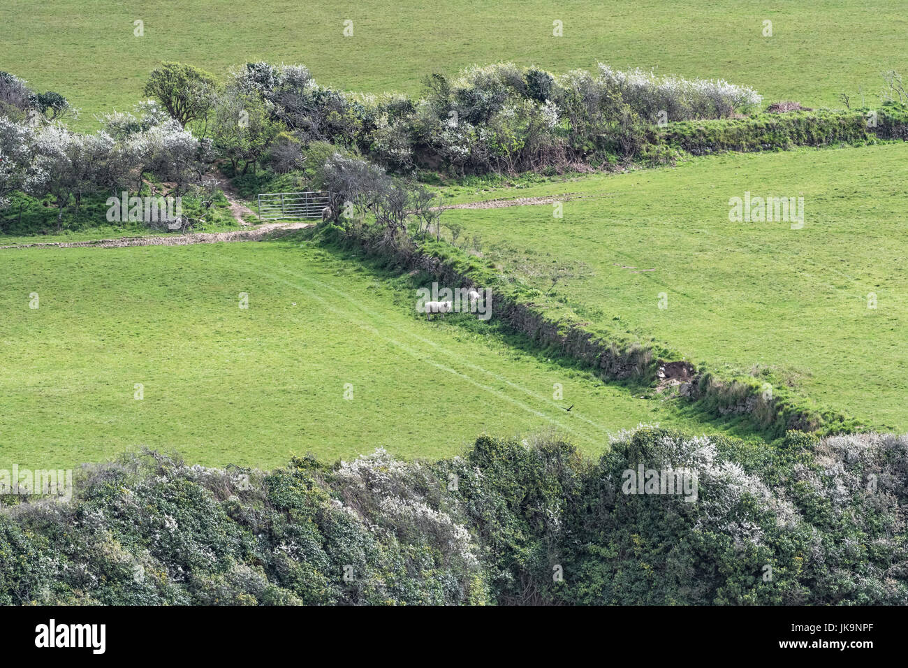 Sheep seen next to a Cornish hedgerow - hedgerows being valuable wildlife habitats as well as being windbreaks and boundary markers. Stock Photo