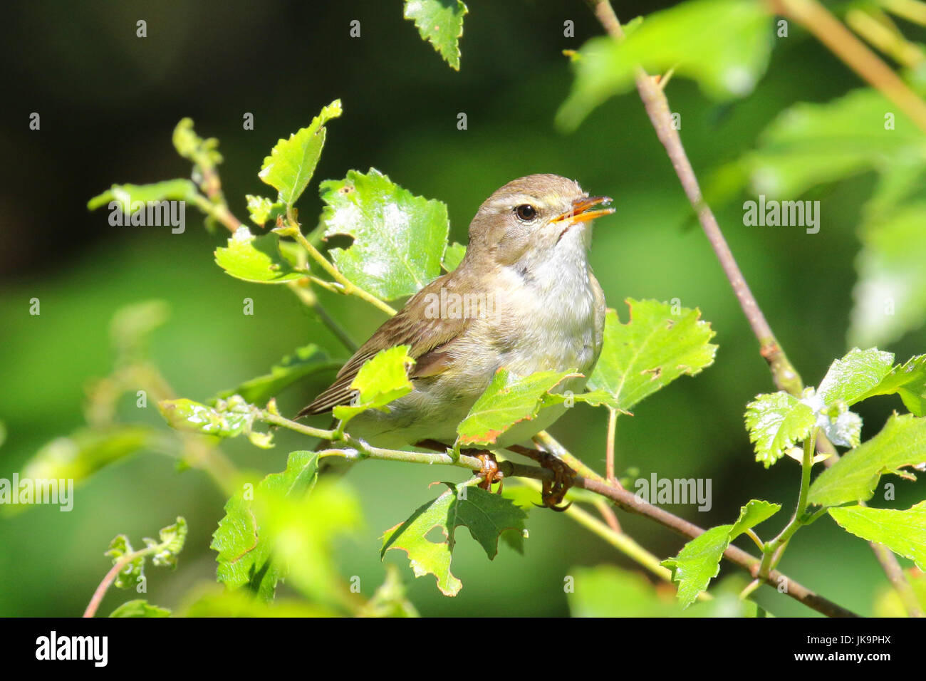 Willow warbler perched in a tree catching the sunlight Stock Photo