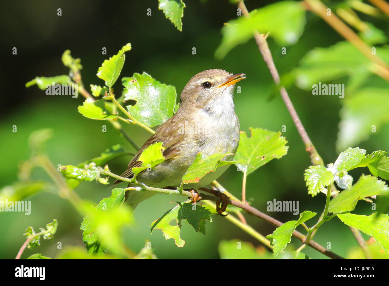Willow warbler perched in a tree catching the sunlight Stock Photo