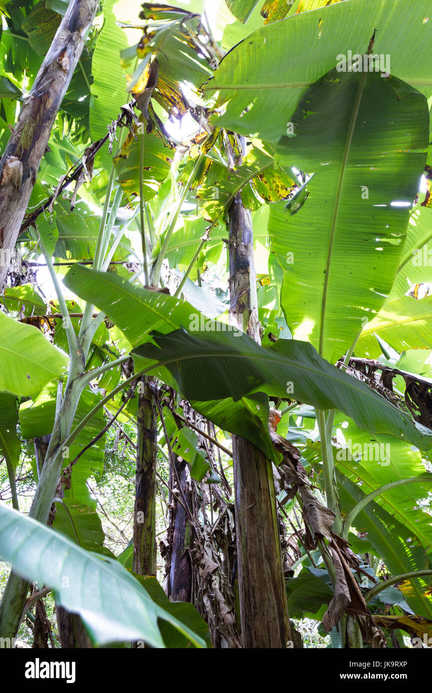 small banana grove in the tropical jungle of Costa Rica. Banana plants