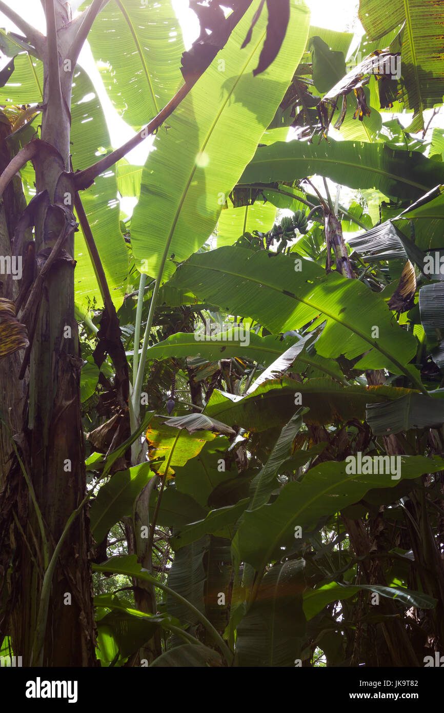small banana grove in the tropical jungle of Costa Rica. Banana plants