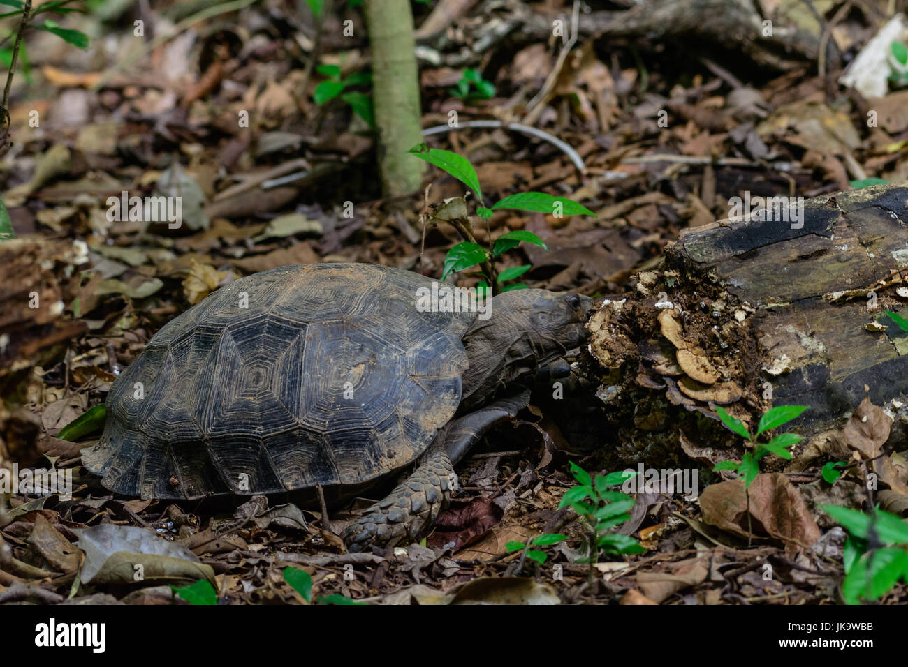 Manouria emys phayei or Asian Giant Tortoise in forest at Kaeng Krachan National Park, Thailand. Stock Photo