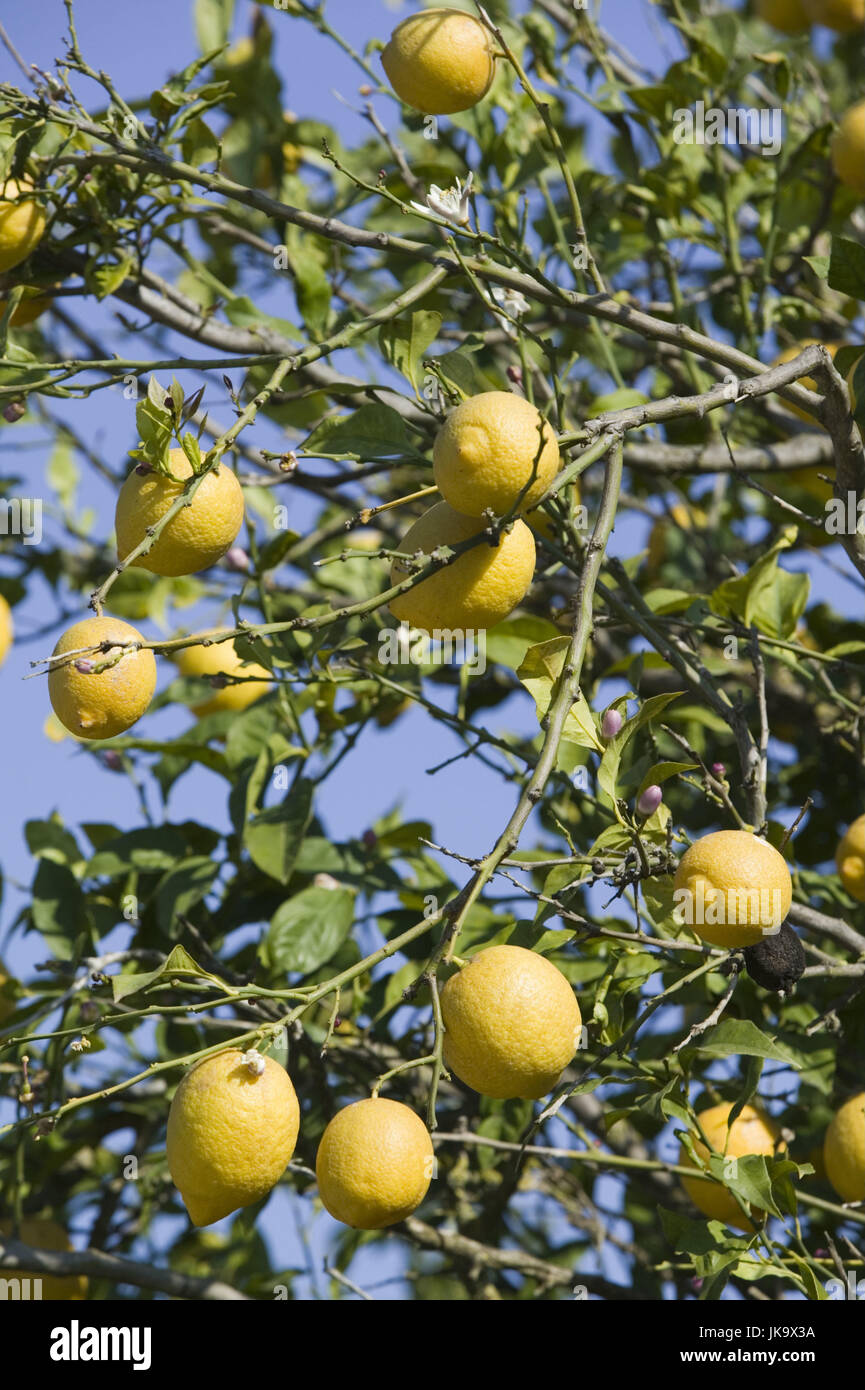 Zitronenbaum, Citrus limon, Detail,    Griechenland, Gerakari, Pflanze, Baum, Früchte, Zitronen, gelb, reif, Blüten, Blätter, Zitruspflanze, sonnig, Stock Photo