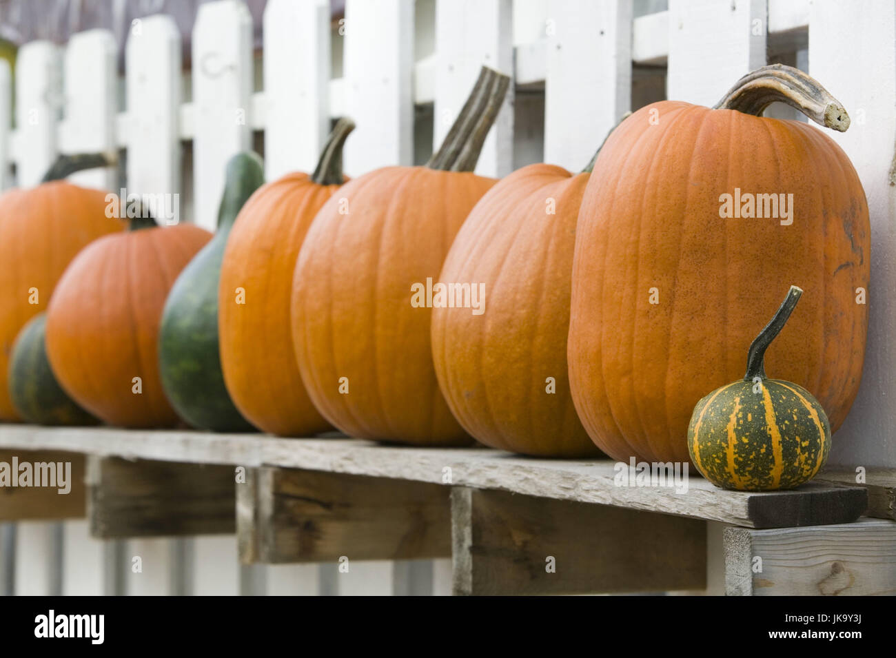 Gartenzaun, Ablage, Kürbisse, unterschiedlich,  Detail,   USA, Michigan, Leelanau, Jahreszeit, Herbst, herbstlich, reif, Ernte, Gemüse, Früchte, Beerenfrüchte, orange, Reihe, aufgereiht, außen, menschenleer, Stock Photo