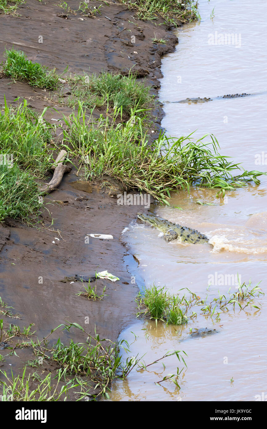 Group of crocodiles in the Grande de Tarcoles river in Costa Rica. Stock Photo