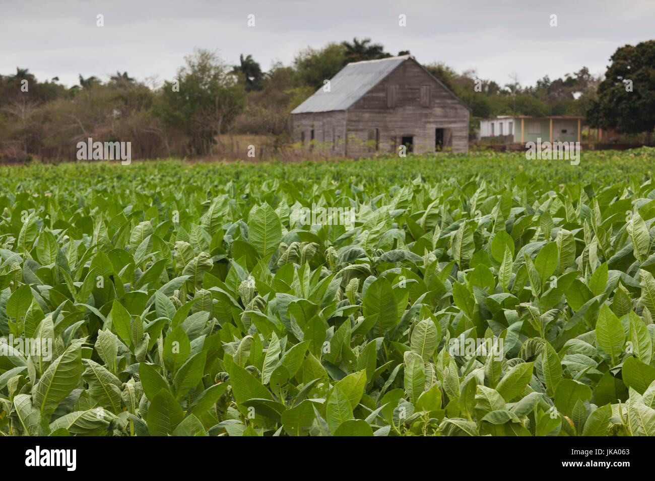 Cuba, Pinar del Rio Province, San Luis, Cuban tobacco plantation Stock Photo