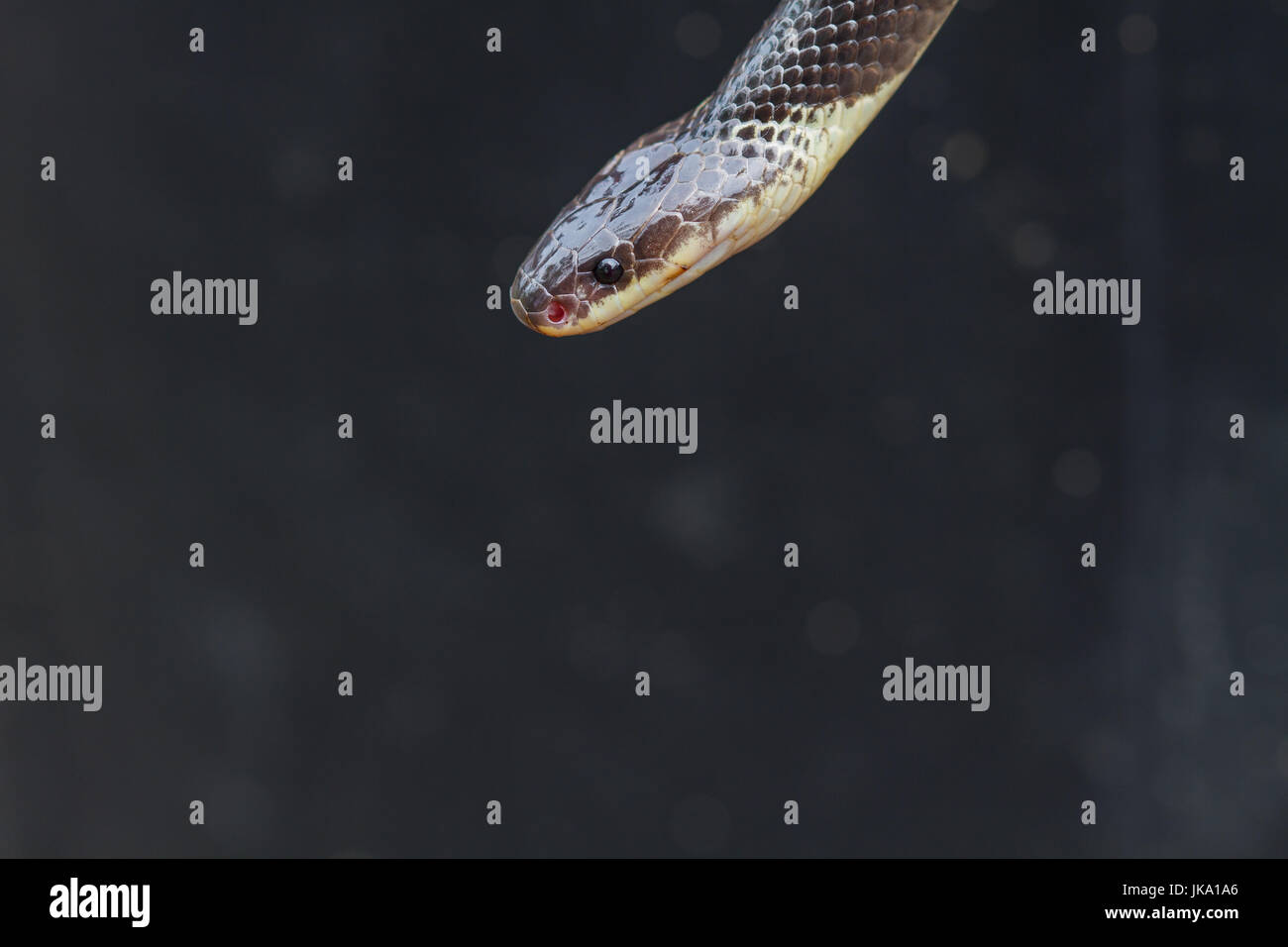 Close up Blue Krait snake ( Bungarus candidus) in nature from Thailand ...