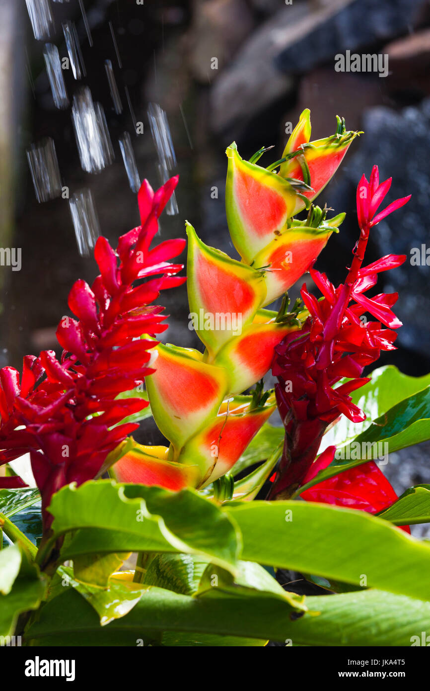 Dominica, Roseau, tropical vegetation, heliconia, heliconiaceae, and red ginger, alpinia purpurata Stock Photo
