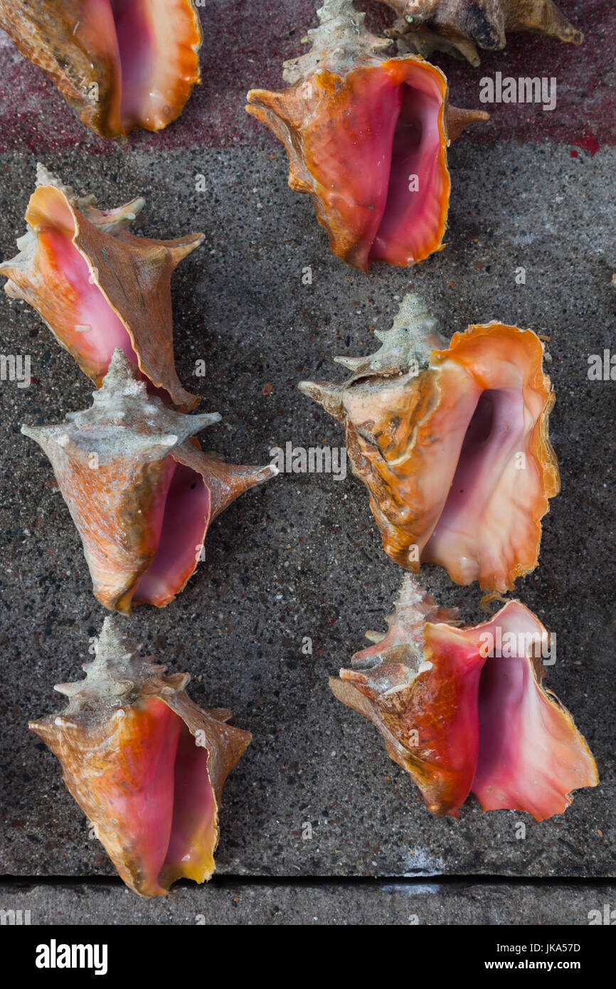 Bahamas, New Providence Island, Nassau, Straw market, souvenirs, conch shells Stock Photo