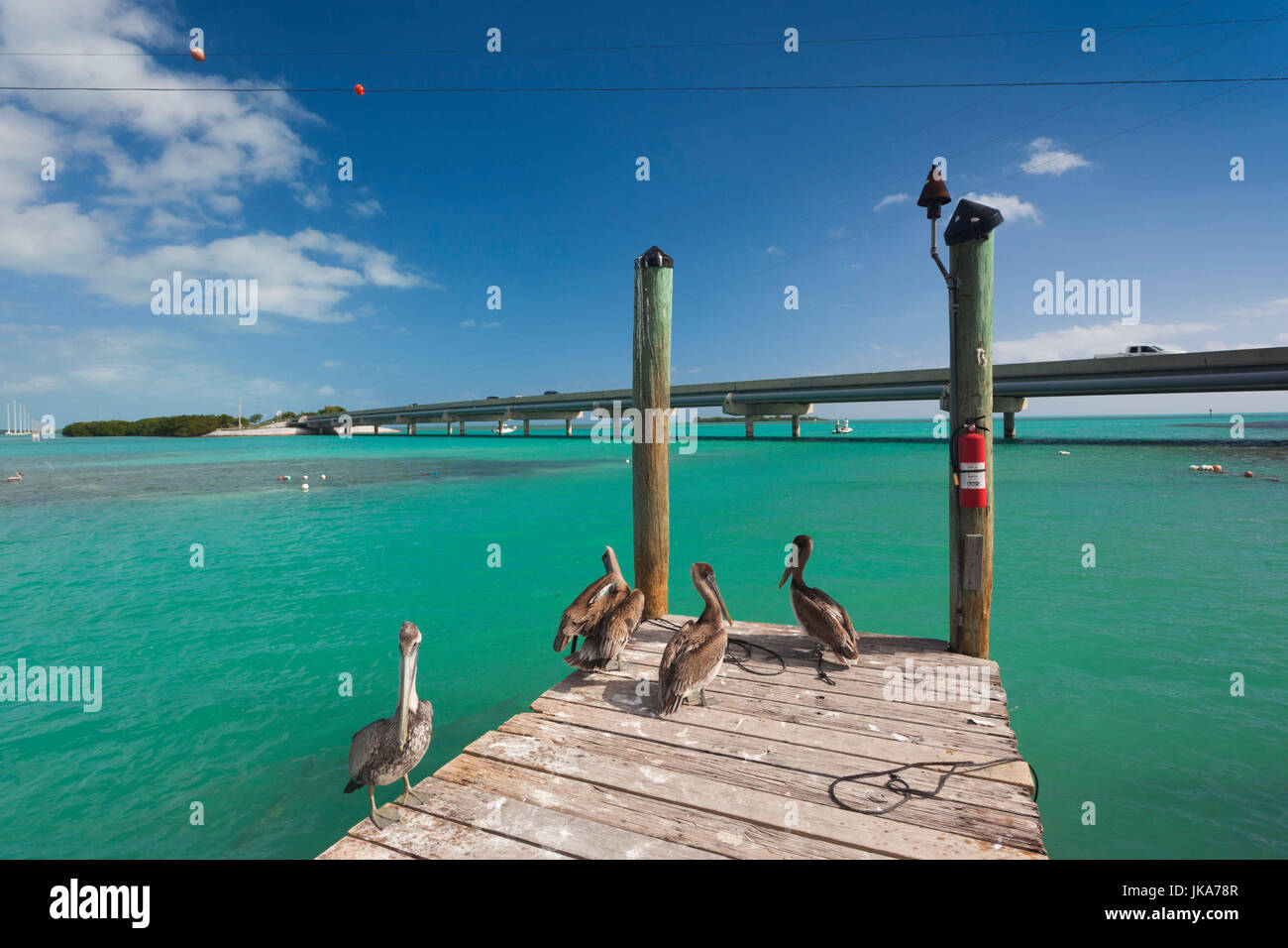 USA, Florida, Florida Keys, Islamorada, Robbie's Marina, pier with pelicans Stock Photo