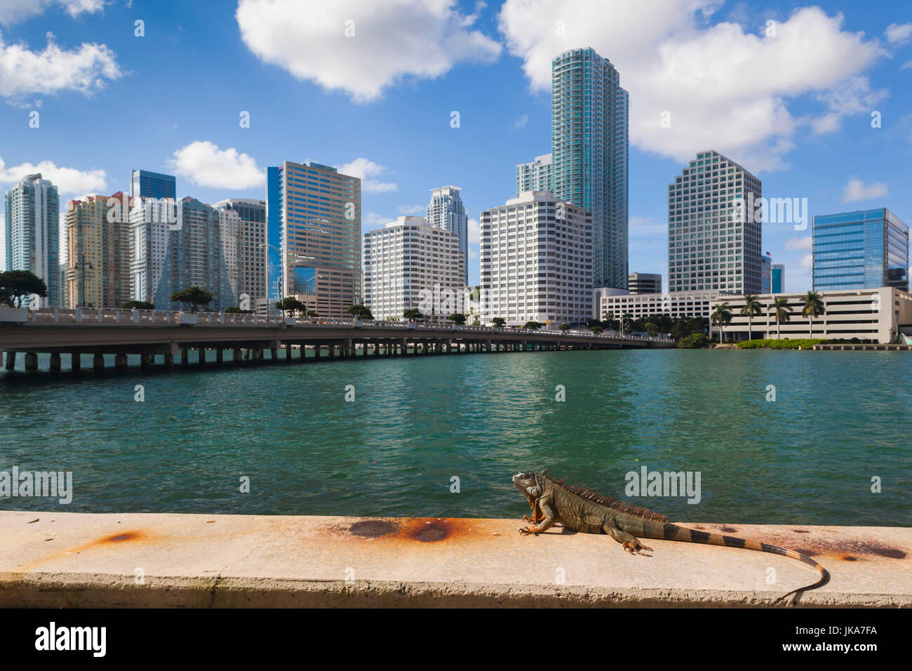 USA, Florida, Miami, city skyline from Brickell Key with iguana Stock Photo