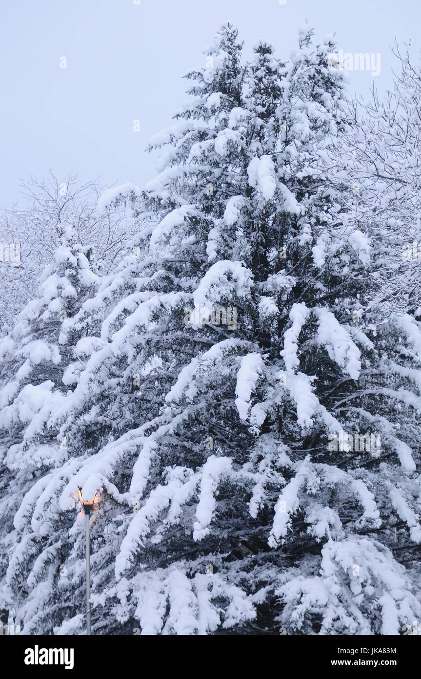 Winter Evergreen Trees Stock Photo
