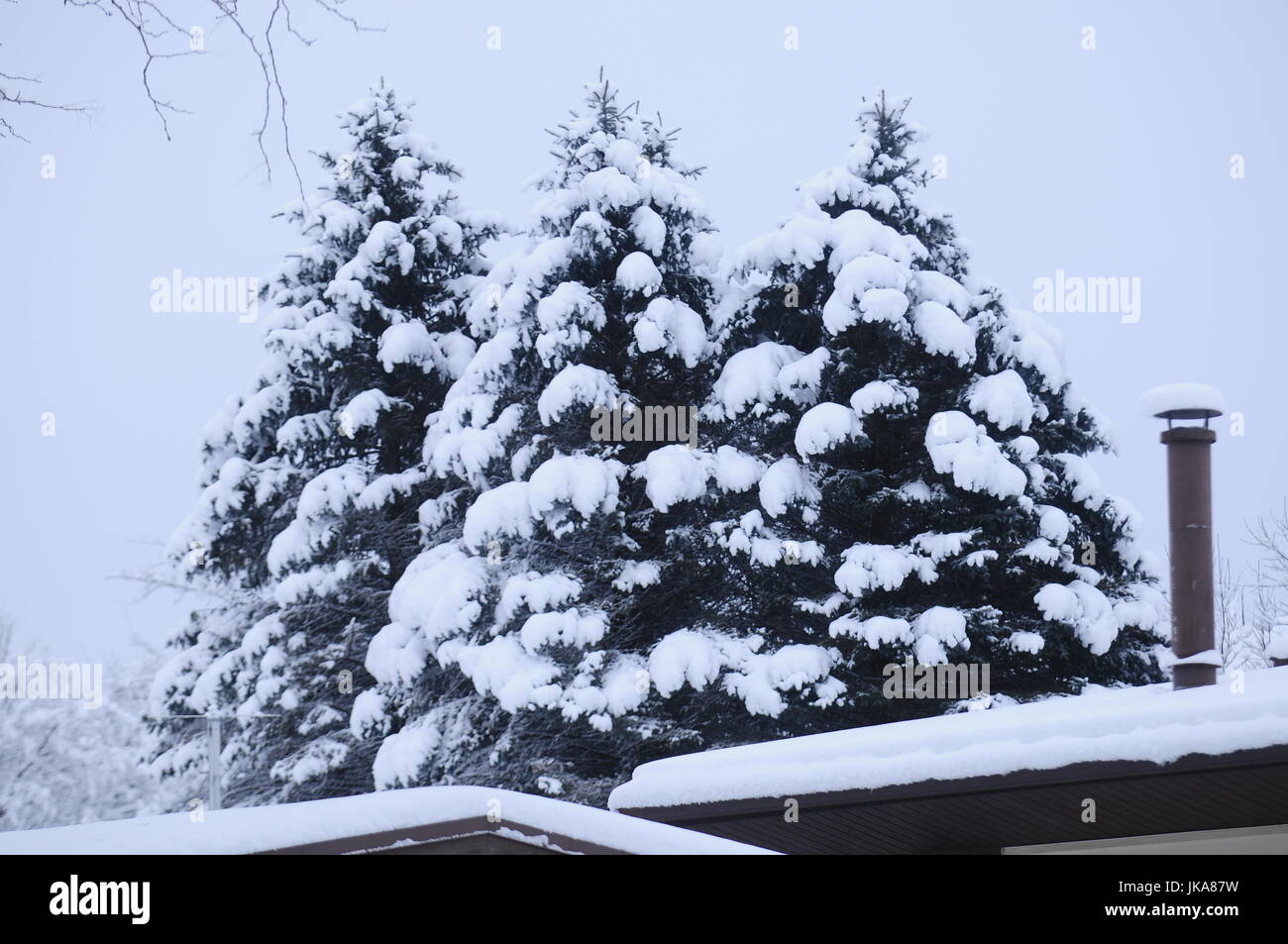 Winter Evergreen Trees Stock Photo