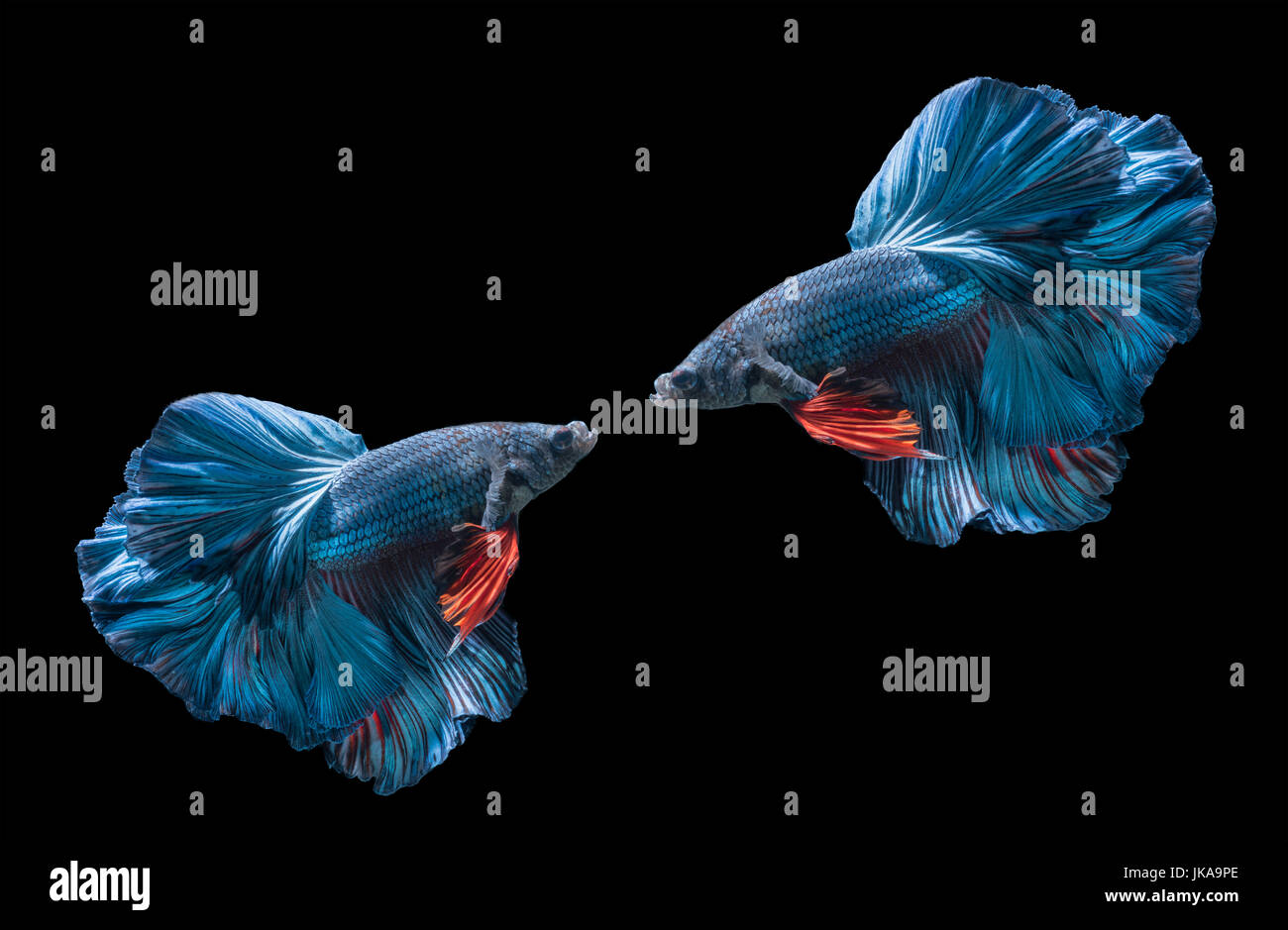 two blue siamese fighting fishs, betta splendens isolated on black background Stock Photo