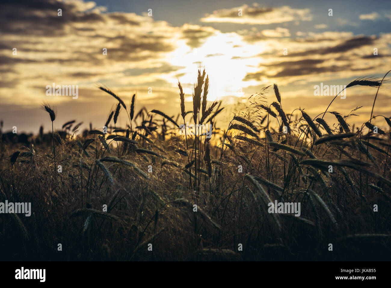 Rye field in Masovian Voivodeship, Poland Stock Photo