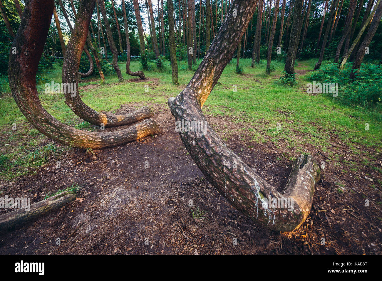 So called Crooked Forest (Polish: Krzywy Las) with oddly-shaped pine trees near Nowe Czarnowo small village in West Pomerania Voivodeship of Poland Stock Photo