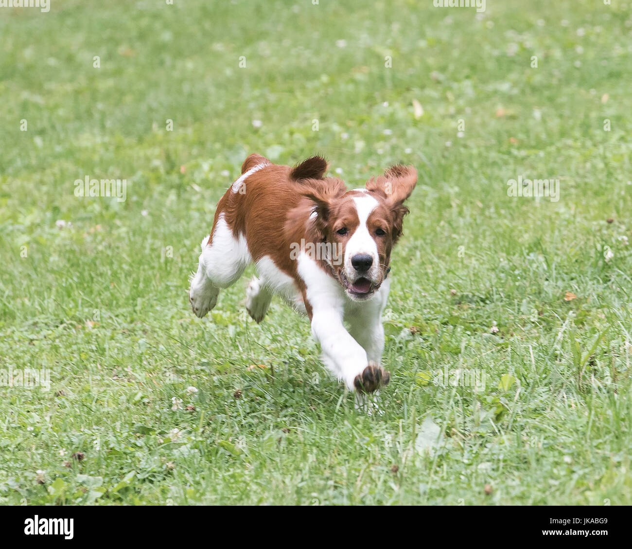 A 14 week old Welsh Springer Spaniel puppy running towards the camera Stock Photo