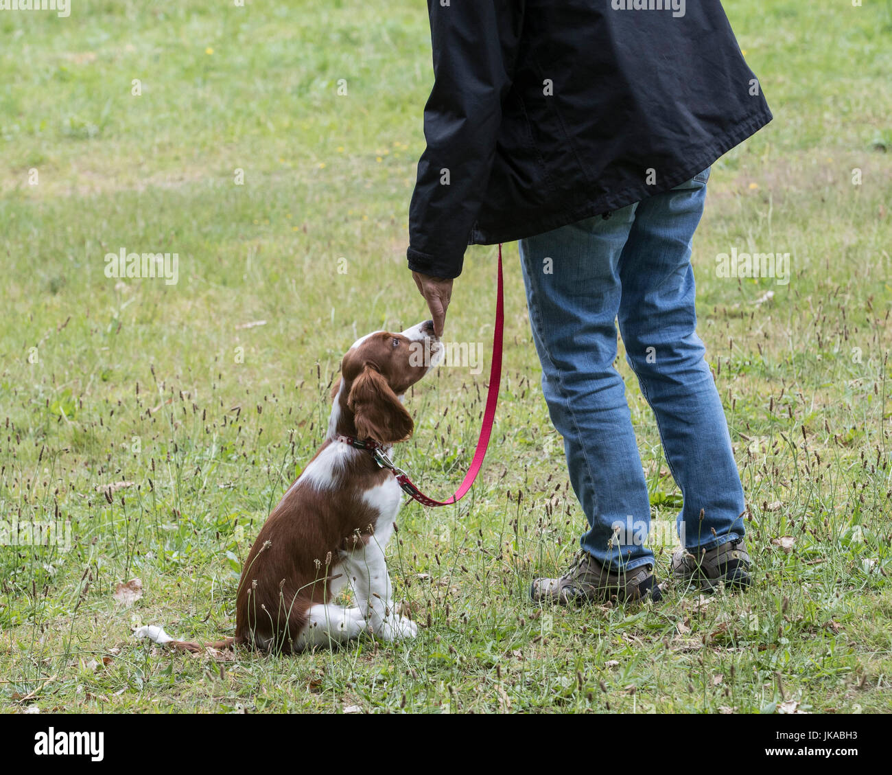 Training A 14 Week Old Welsh Springer Spaniel Puppy Stock Photo Alamy Training A 14 Week Old Welsh Springer Spaniel Puppy Stock Photo Alamy