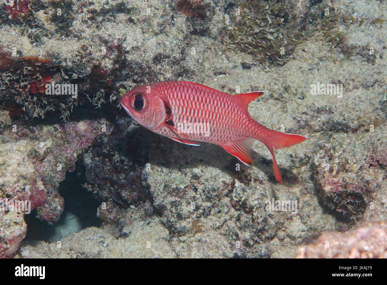 A tropical fish epaulette soldierfish, Myripristis kuntee, underwater in the lagoon of Bora Bora, Pacific ocean, French Polynesia Stock Photo
