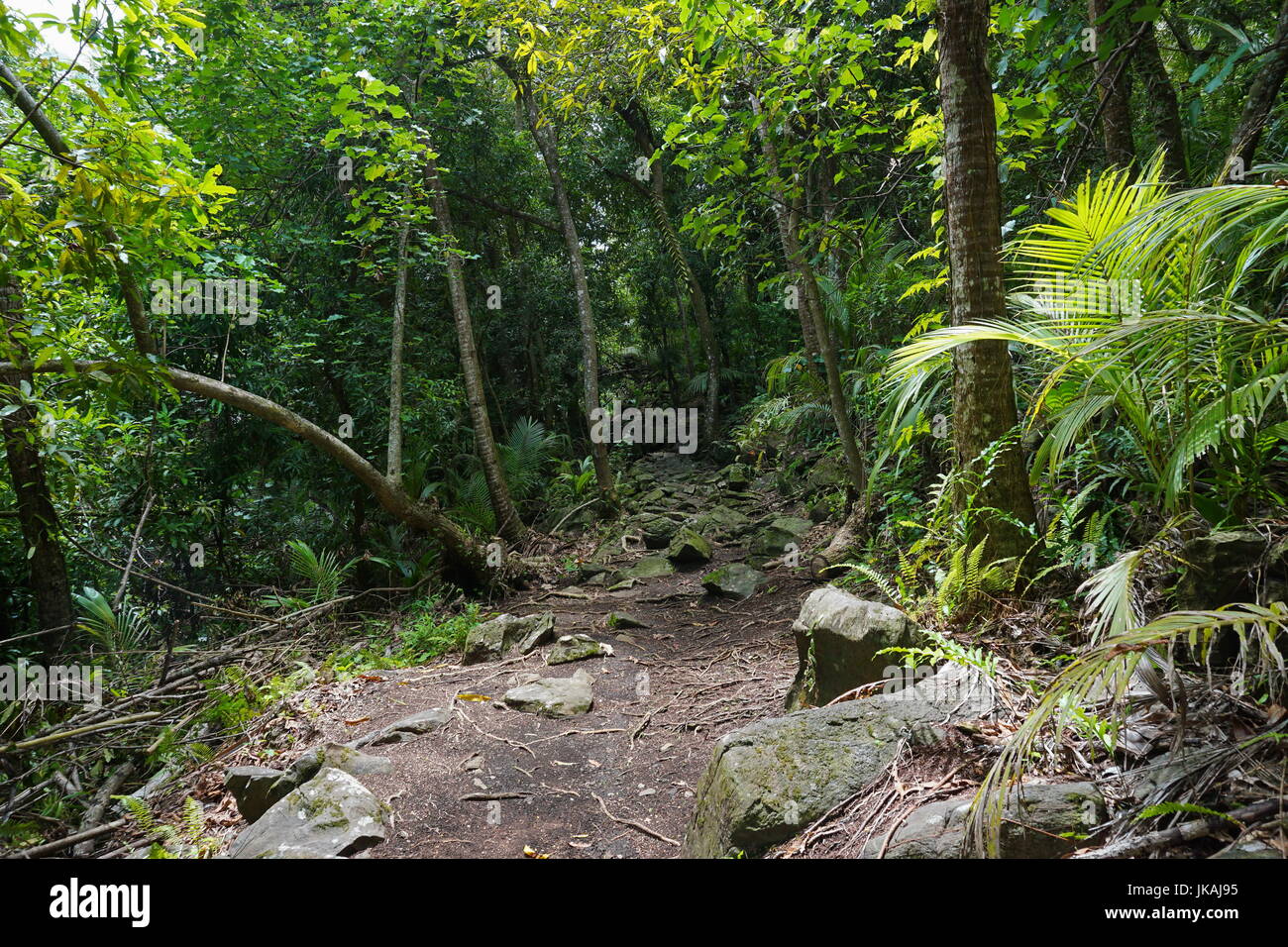 Footpath in the jungle on the north of Huahine Nui island, Maeva, French Polynesia, south Pacific, Oceania Stock Photo