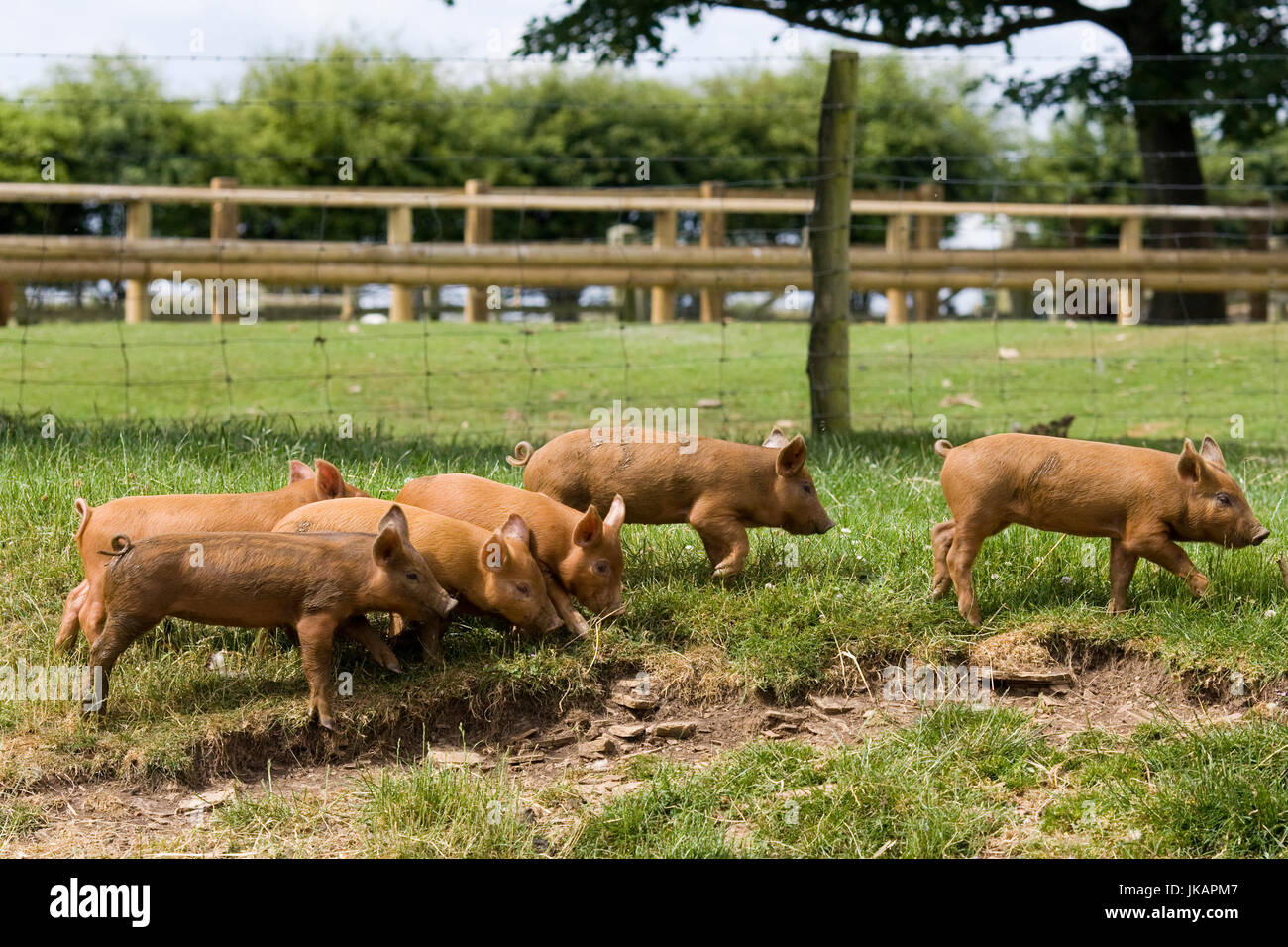 Iron age pigs in a field Stock Photo Alamy