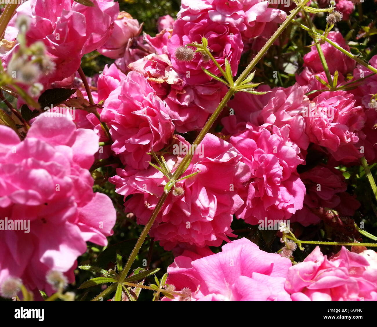 Pink Flowers on a Vine Stock Photo