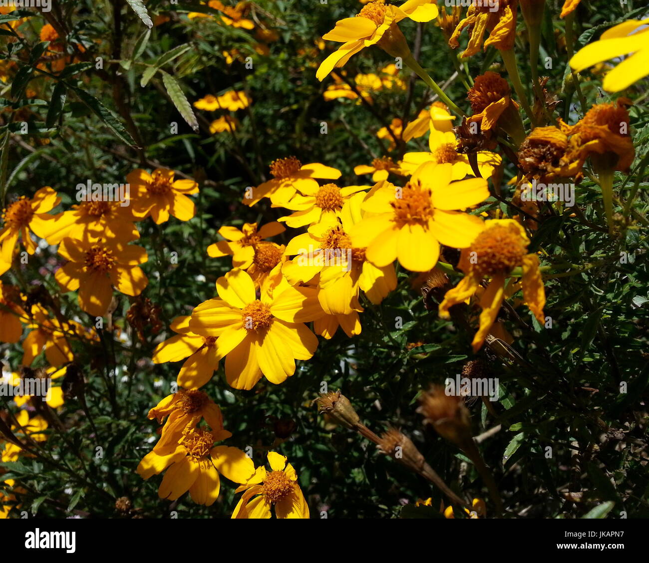 Yellow Flower with Brown Center Stock Photo Alamy