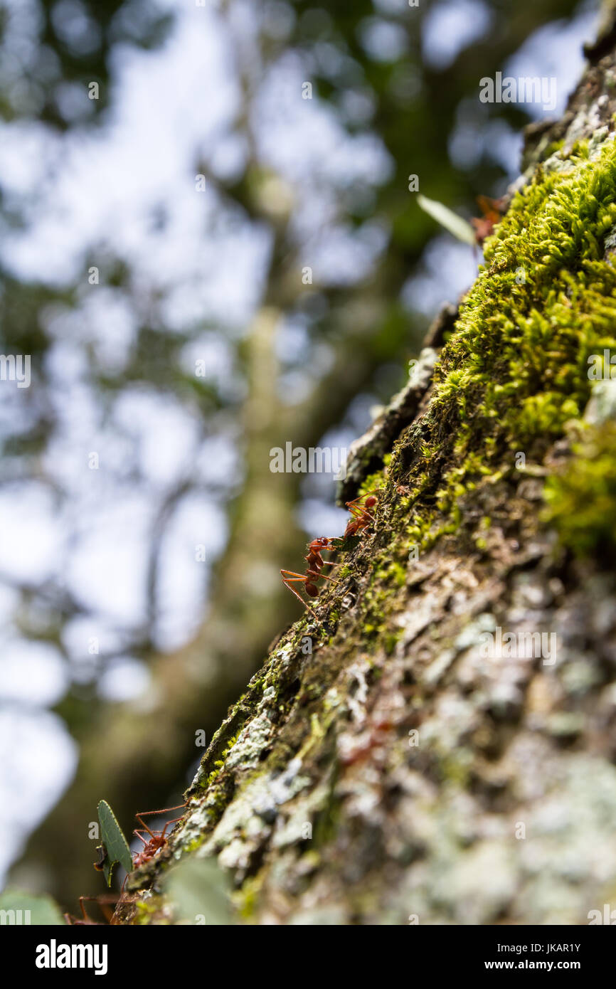 close up using a wide angle lens of a group of leaf cutter ants crawling up and down a tree in Costa Rica Stock Photo