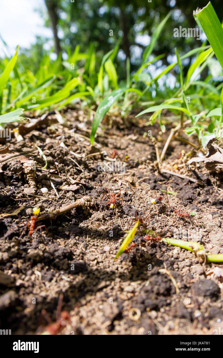 amazing workers these leaf cutter ants working together walking on the