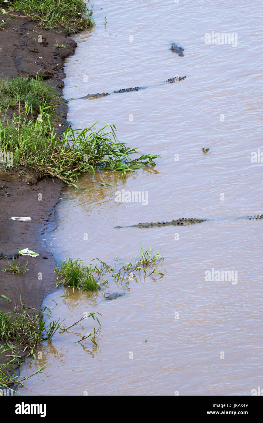 Group of crocodiles in the Grande de Tarcoles river in Costa Rica. Stock Photo