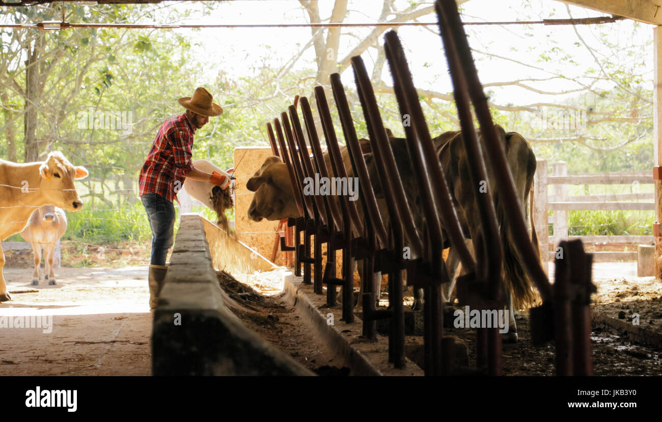 Everyday life for farmer with cows in the countryside. Peasant work in South America with livestock in family country ranch. Manual job with man feedi Stock Photo
