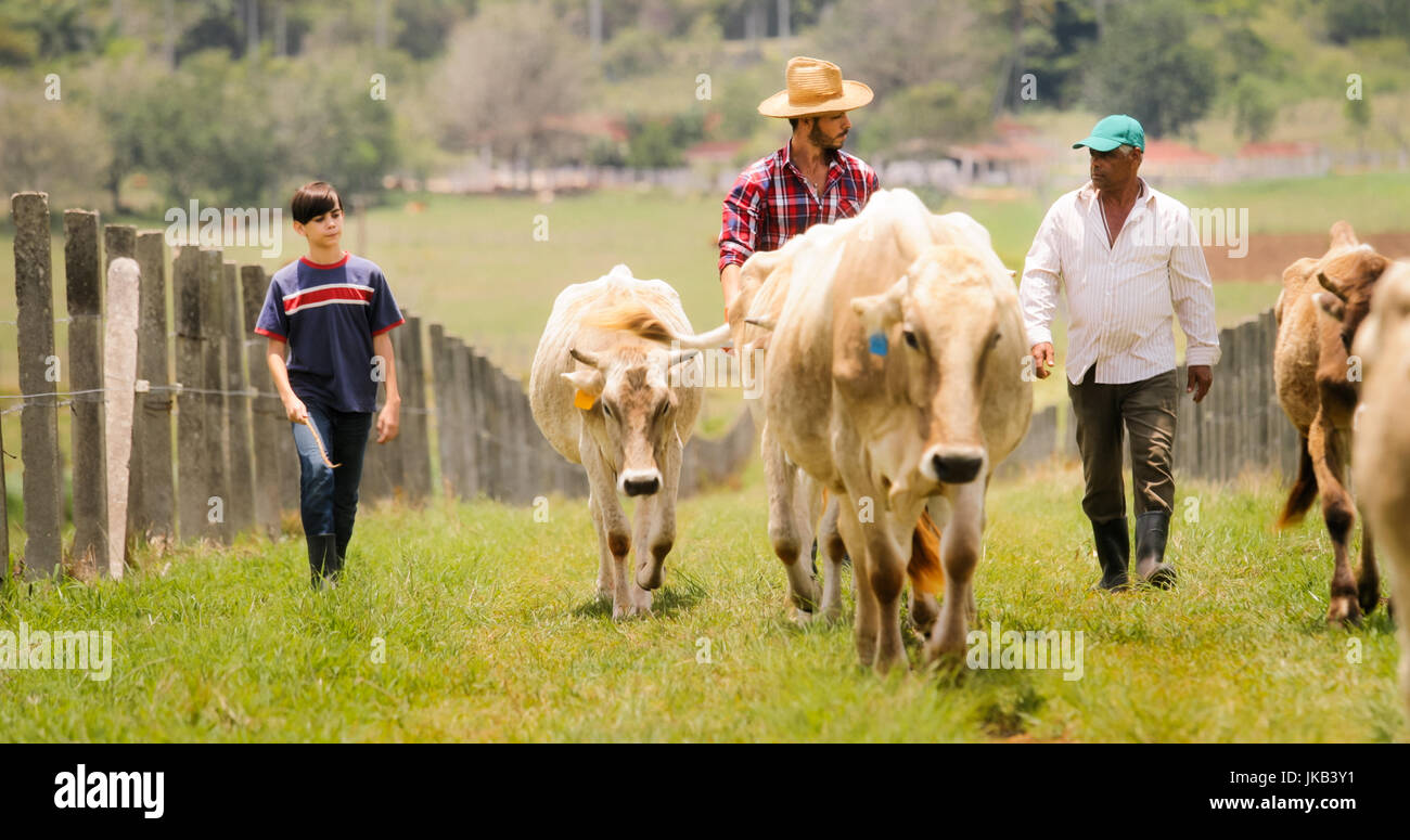 Everyday life for farmer with cows in the countryside. Peasant work in Latin America with livestock in family ranch. Grandpa, dad and son grazing catt Stock Photo