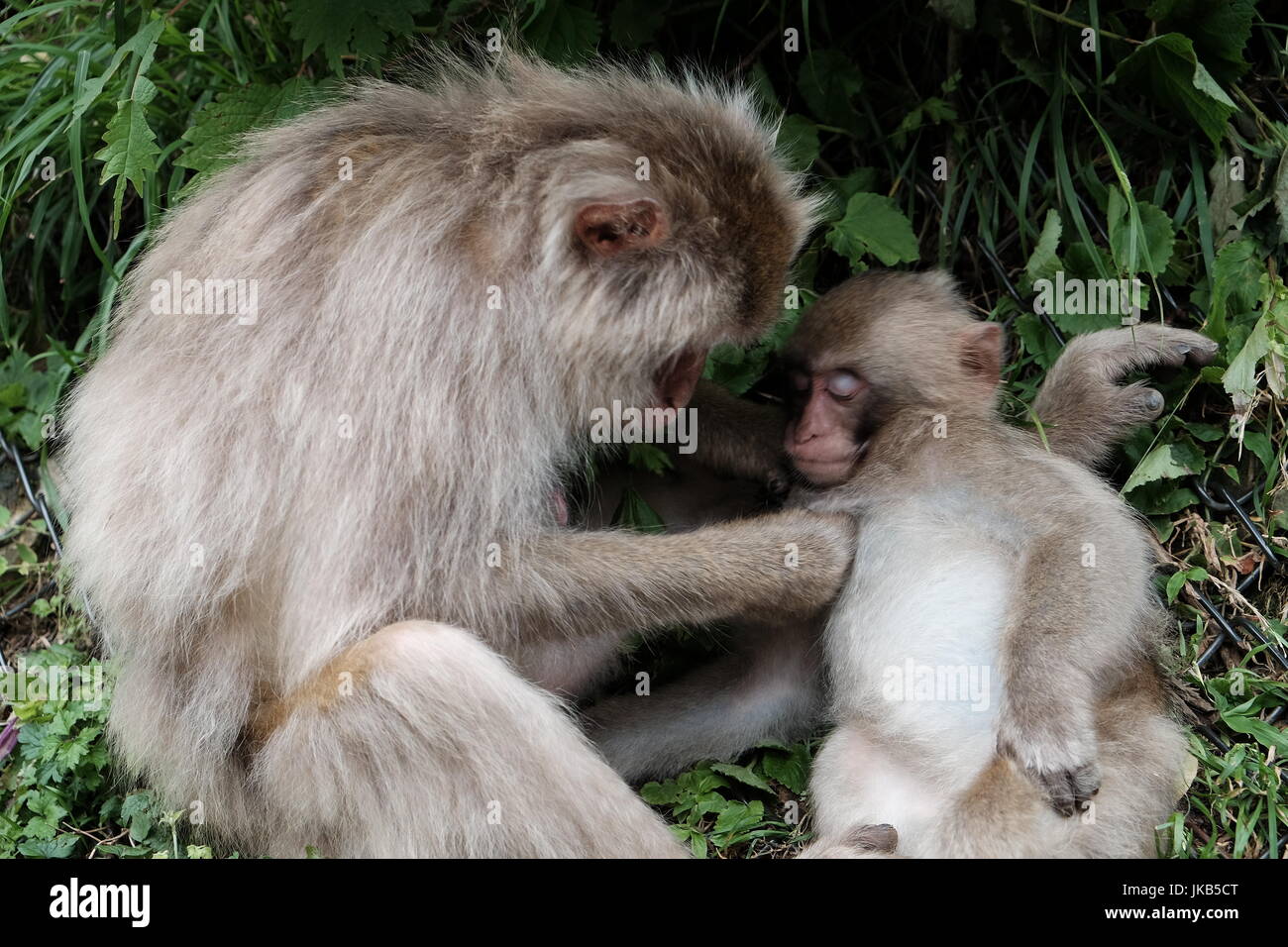 Mother snow monkey grooming her child Stock Photo