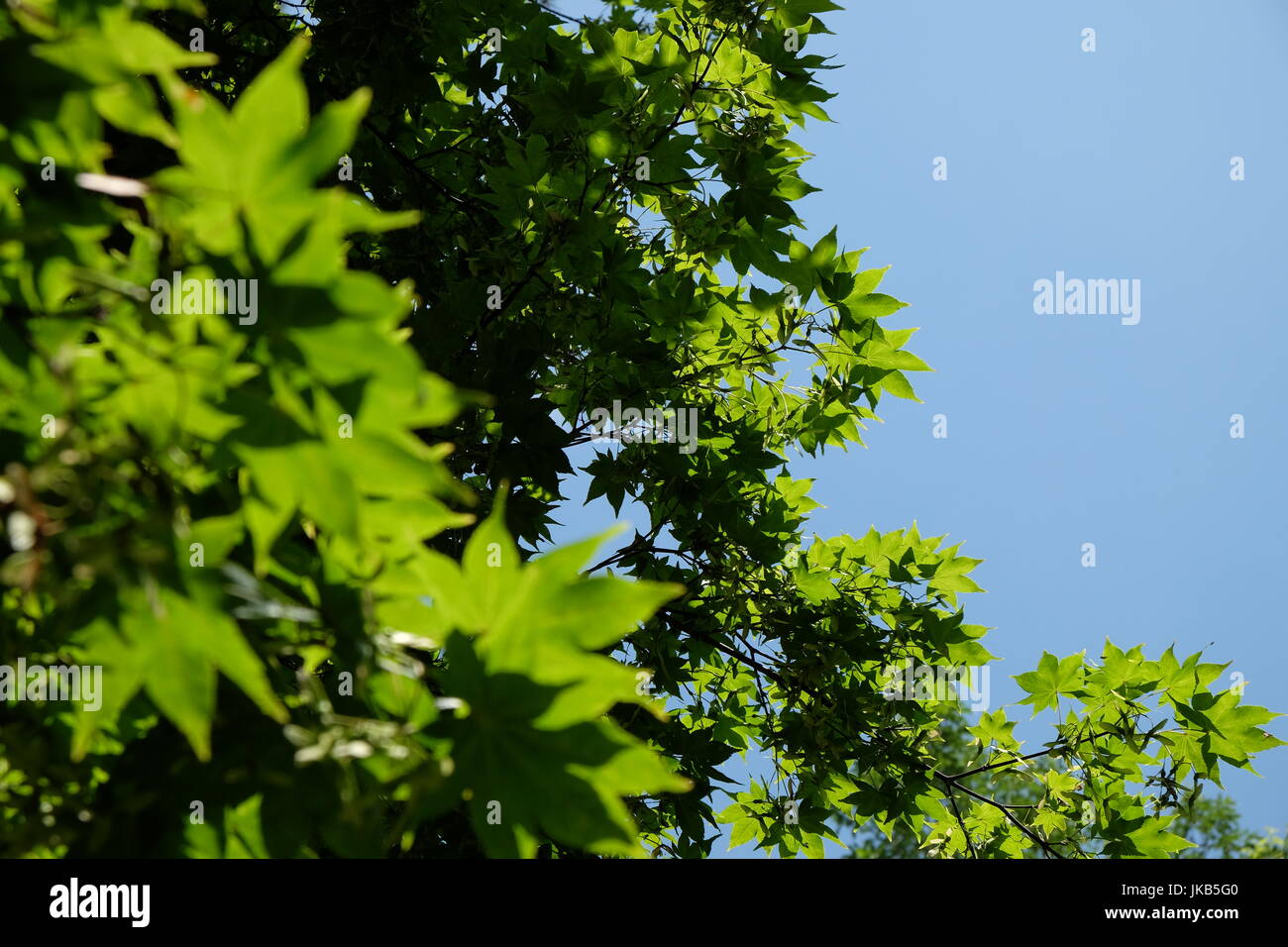Trees and leaves in the sunlight Stock Photo - Alamy