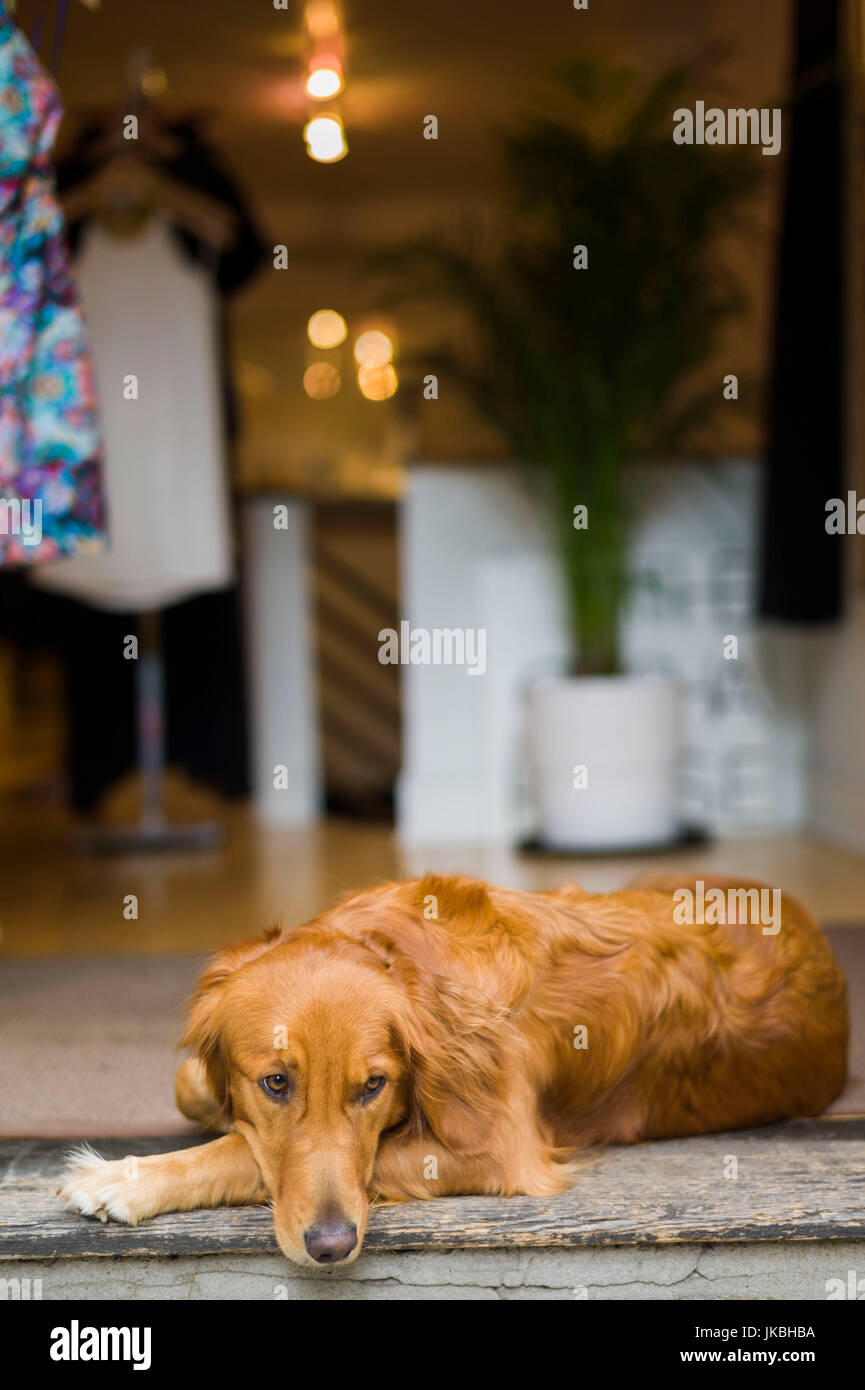 USA, Pennsylvania, Philadelphia, Golden Retriever dog outside shop in the newly hip Historic District Stock Photo