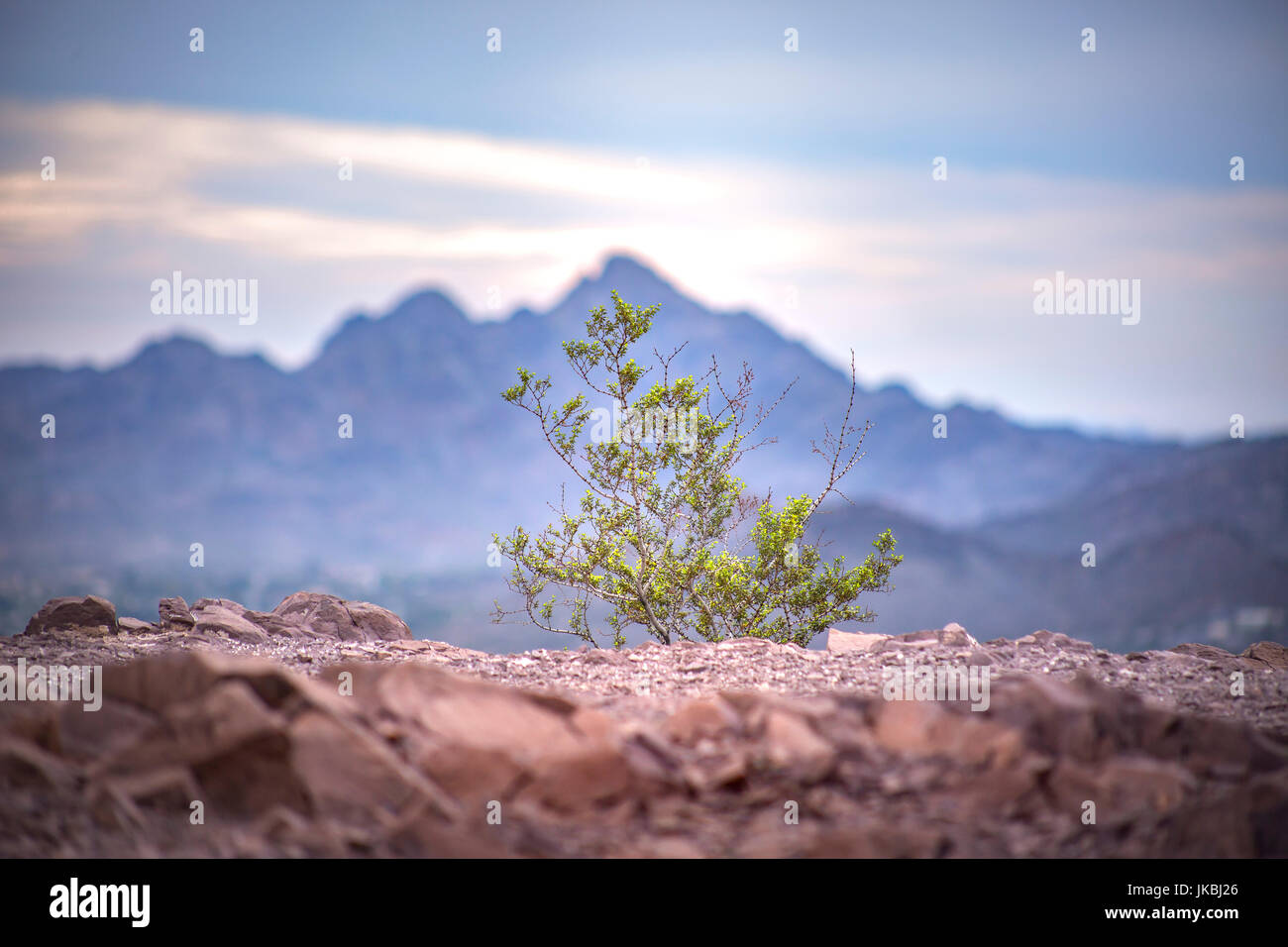 Small plant mountain in hi-res stock photography and images - Alamy